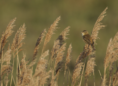 A sedge warbler perched on a reed in the reedbed