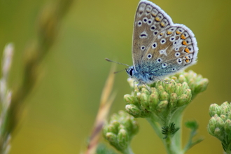 A common blue butterfly sat atop a closed bud plant