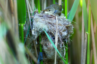 A reed warbler in a nest amongst long reeds