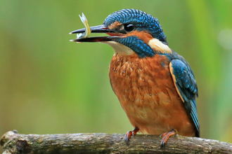 A kingfisher perched on a branch with a small fish in its bill