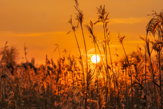 jvaznonyte@wildlondon.org.uk through the reeds