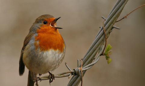 Singing robin 