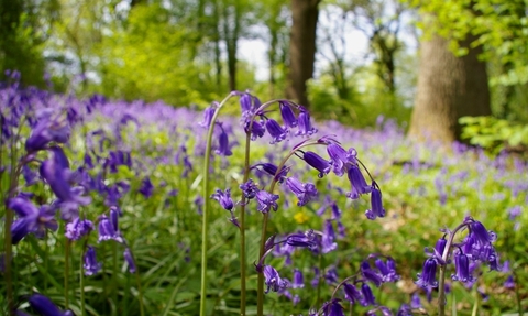 A carpet of bluebells amongst a brightly lit woodland area