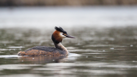 A great crested grebe on the water