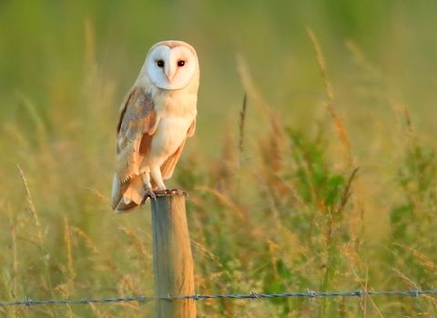 Barn owl standing on a fence post