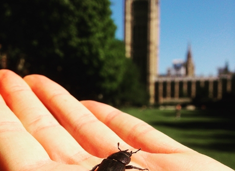 Stag beetle and parliament 