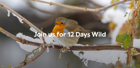 Robin sitting on a snowy tree branch. Text on top of image reads 'Join us for 12 Days Wild'