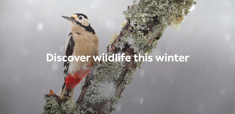 Snowy scene with woodpecker perched on a branch. Text reads 'Discover wildlife this winter'