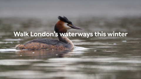 Great crested grebe on the water, text reads: walk London's waterways this winter