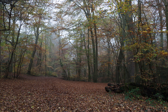 Beech and yew wood