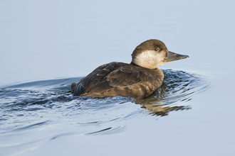 Common scoter female