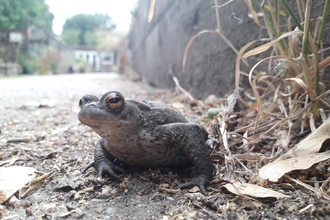 Toad at Centre for Wildlife Gardening - Abi March