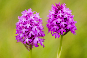 Anacamptis pyramidalis