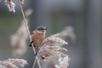 Stonechat