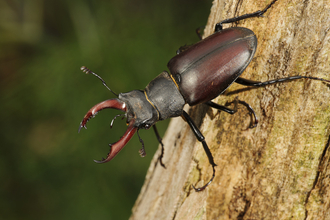 male stag beetle on tree branch