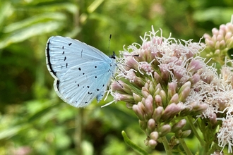 Holly blue on flower