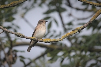 Spotted flycatcher on branch