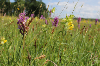 Chalk grassland