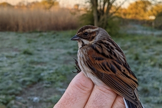 Reed bunting