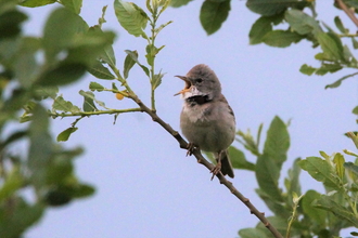 Whitethroat