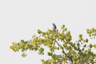 Cuckoo in tree against sky