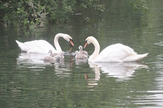 Mute swan family