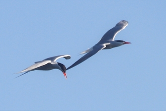 Common Tern