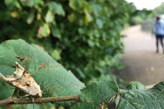 Angle shades moth beside footpath