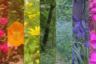 Photo with flowers and plants showing all the Great North Wood in all its colours.