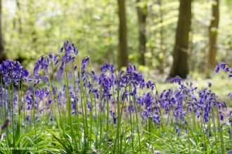 A carpet of bluebells amongst a brightly lit woodland area