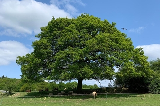 An oak tree with a wide crown in a field with green grass, and a blue sky.