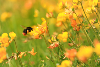 Bumblebee flying over yellow flowers