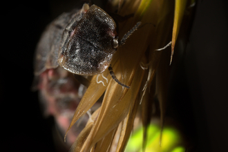 A female glow-worm on a plant, her body is dark and back end glowing a luminescent green. 