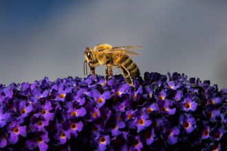 a black and yellow bee stood atop a purple buddleia 