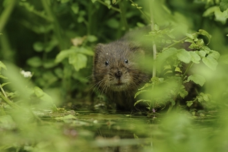 Water vole 