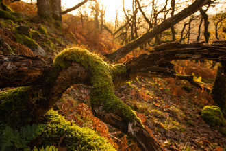 A shaft of sunlight filters through the canopy of a UK rainforest, lighting up a vibrant green patch of moss growing on a piece of dead wood