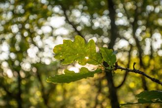 oak leaf with trees in the background