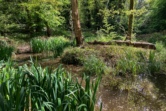 a woodland area with a pond and dense vegetation