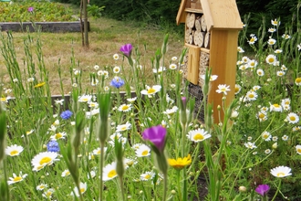 wildflowers growing next to a insect hotel