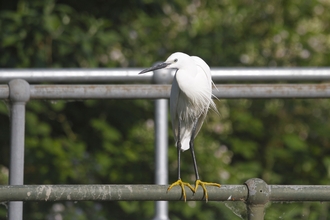 A little egret with long black legs and grand white feathered body and pointed black beak stands on metal railing