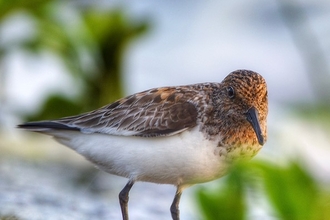  The bird has a brownish upper body with intricate feather patterns and a white underbelly. It stands on slender legs, and its pointed beak is slightly curved downwards. The background is blurred, showcasing green vegetation, indicating that the bird is in its natural habitat, possibly near a wetland or shoreline.