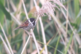 a Reed Bunting perched on a tall reed stem. The bird has a distinctive black head and throat, with a white collar and a brown, streaked body. Its wings display a mix of reddish-brown and black feathers. The background consists of green reeds and foliage, slightly out of focus, providing a natural habitat setting for the Reed Bunting.