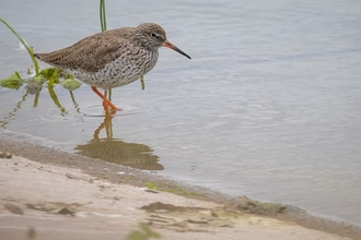 A photograph of a redshank bird wading in shallow water near the edge of a sandy shore. The bird has a brown speckled body, a white underside, and distinctive red legs. Its long, straight bill is slightly downcurved and also has a reddish base. The water's surface is calm, reflecting the bird's legs and the nearby vegetation.