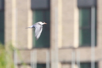 a tern with wings downwards flying through the air