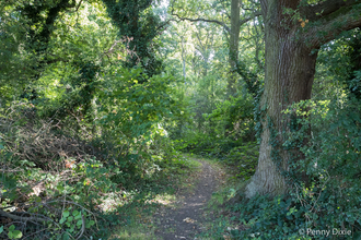 A path through a woodland in leaf