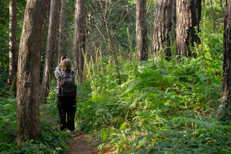 A woman is standing on a woodland path holding her phone up to take a photo of the trees