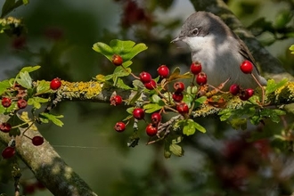 a lesser whitethroat bird sat on a berry laden branch 