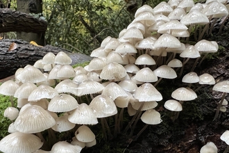 Bonnet mushrooms growing in a cluster on a log