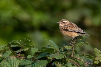 a whinchat perched on a thin branch 