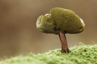 A single mushroom with a brown stalk and yellow underside growing on moss